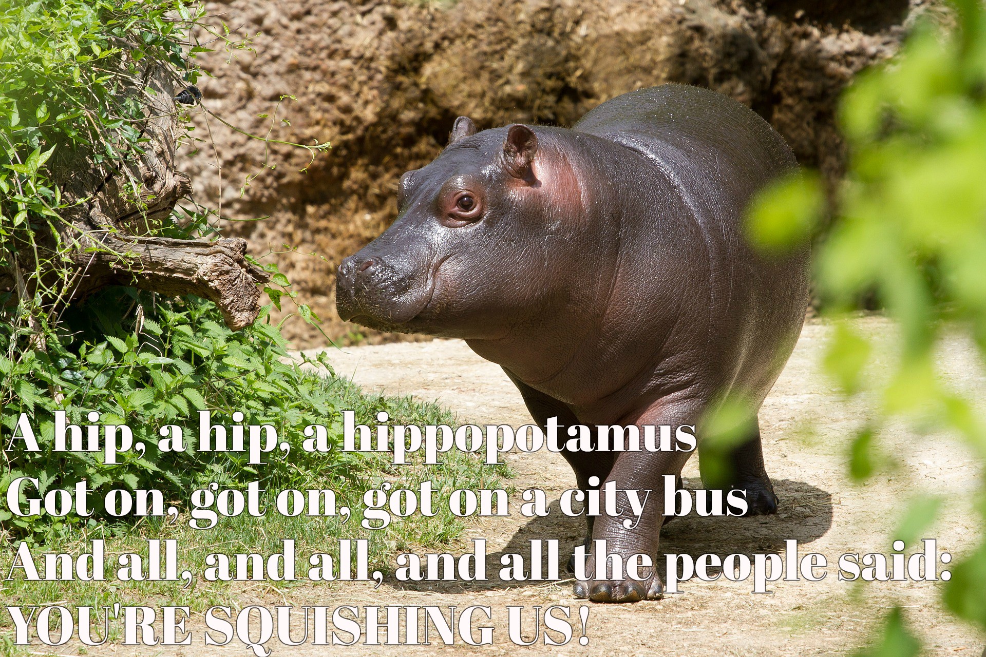 poetry-friday-a-hip-a-hip-a-hippopotamus-raincity-librarian